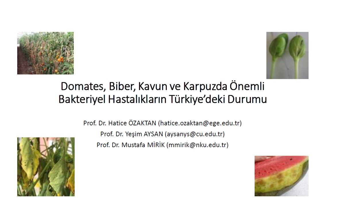 Domates, Biber, Kavun ve Karpuzda Onemli Bakteriyel Hastaliklarin Turkiye'de ki Durumu- Ozaktan & Aysan & Mirik